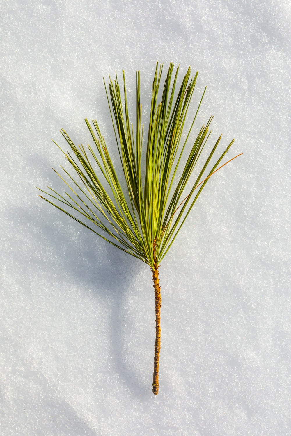 green plant on white surface