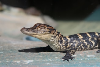 black and white crocodile in water