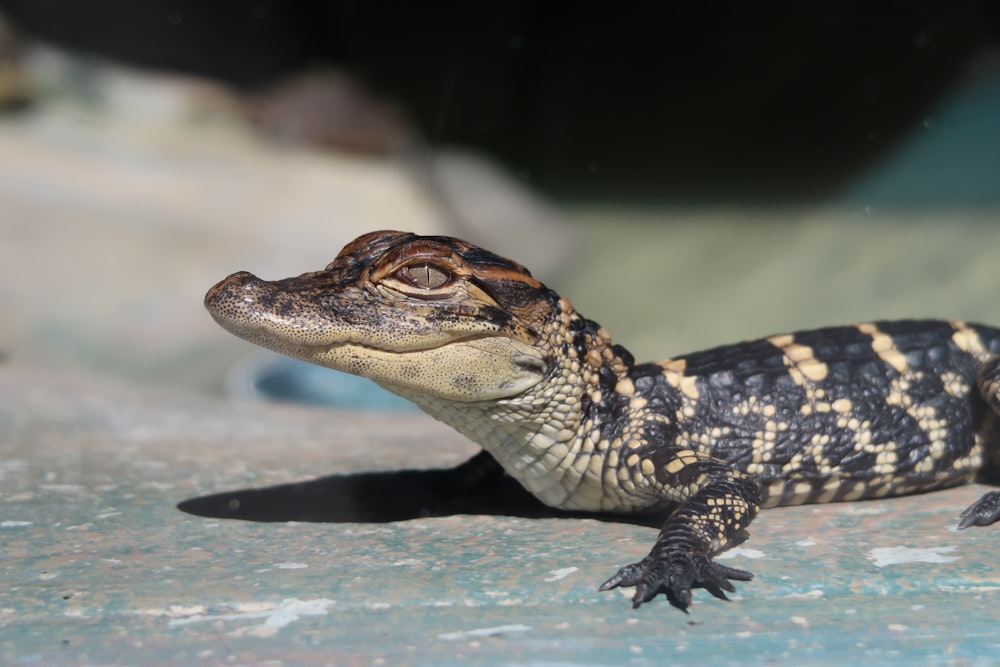 black and white crocodile in water