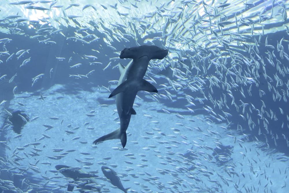 white and black fish under water