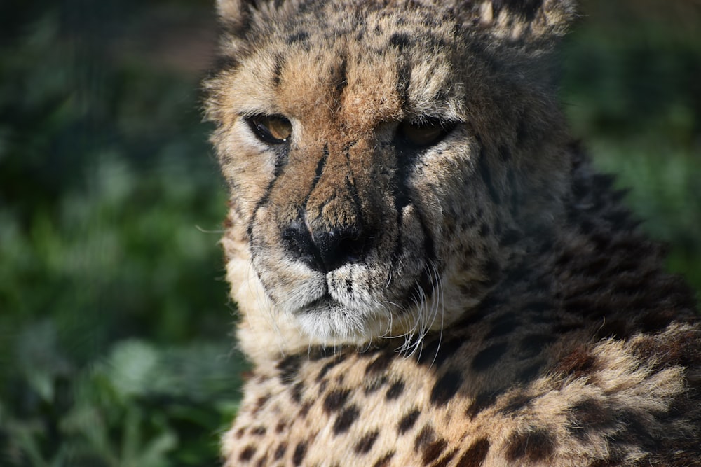 brown and black cheetah on green grass during daytime