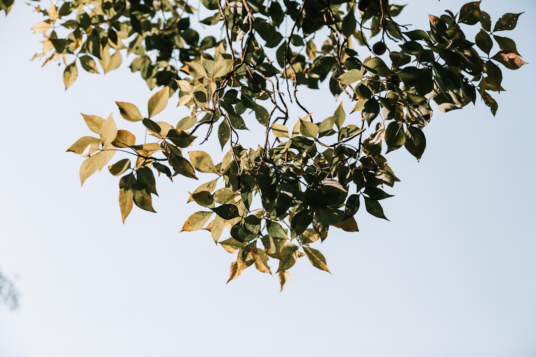 green leaves under white sky during daytime