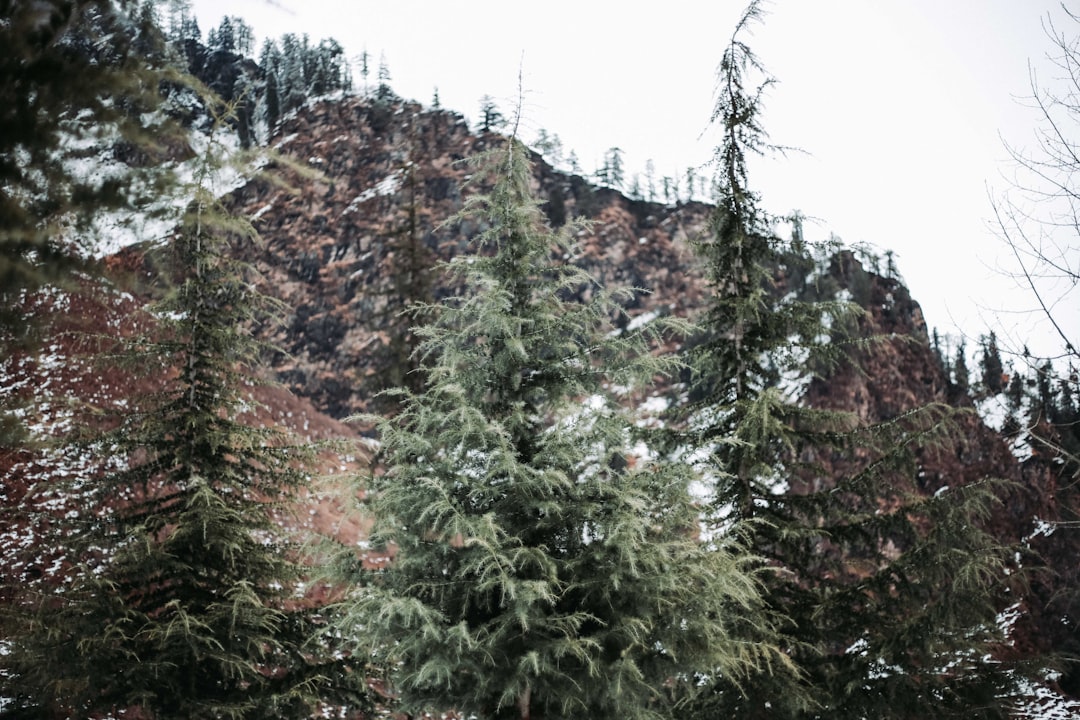 Tropical and subtropical coniferous forests photo spot Manali Kullu