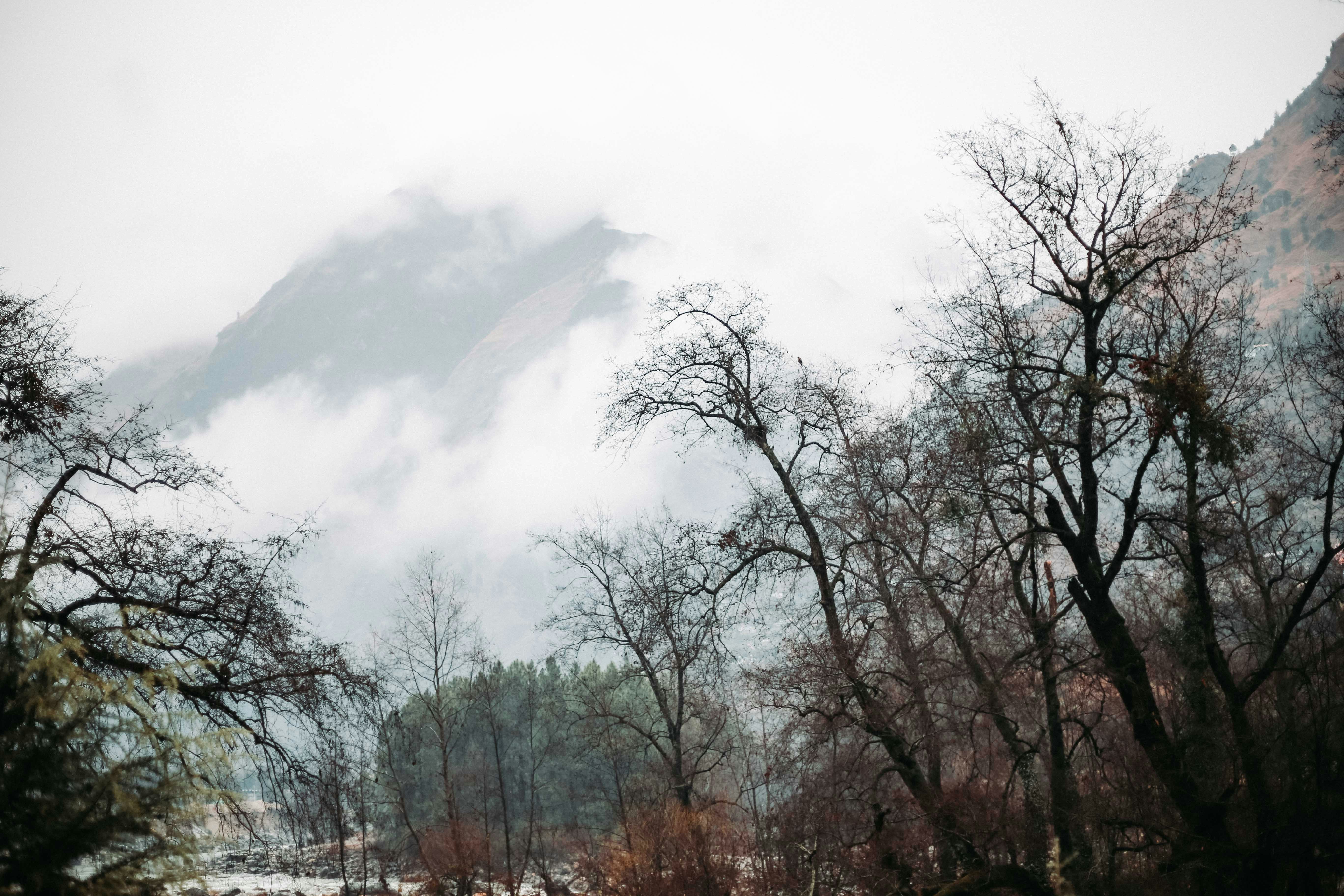 bare trees on brown field under white clouds during daytime