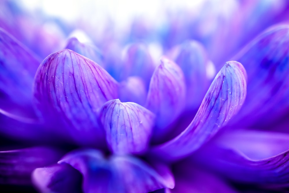 昼間に咲く紫色のクロッカスの花