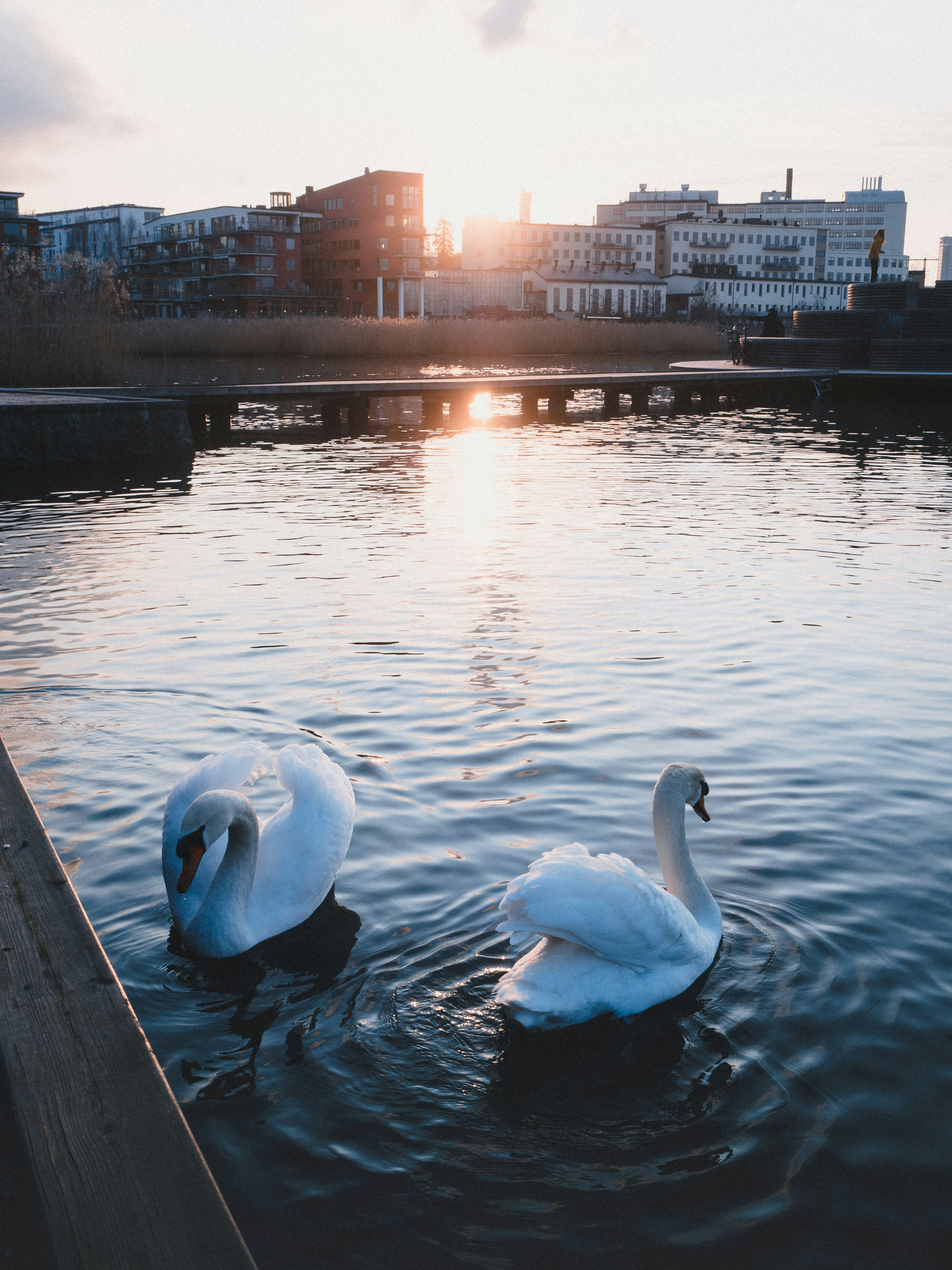 Cisne blanco en el agua durante el día