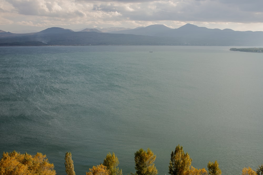 green trees near body of water during daytime