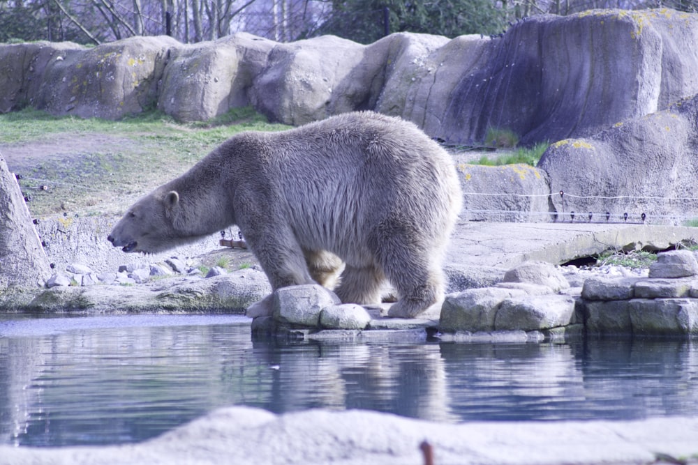 polar bear on rock formation near body of water