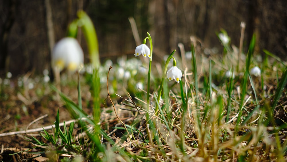 white flower on green grass during daytime