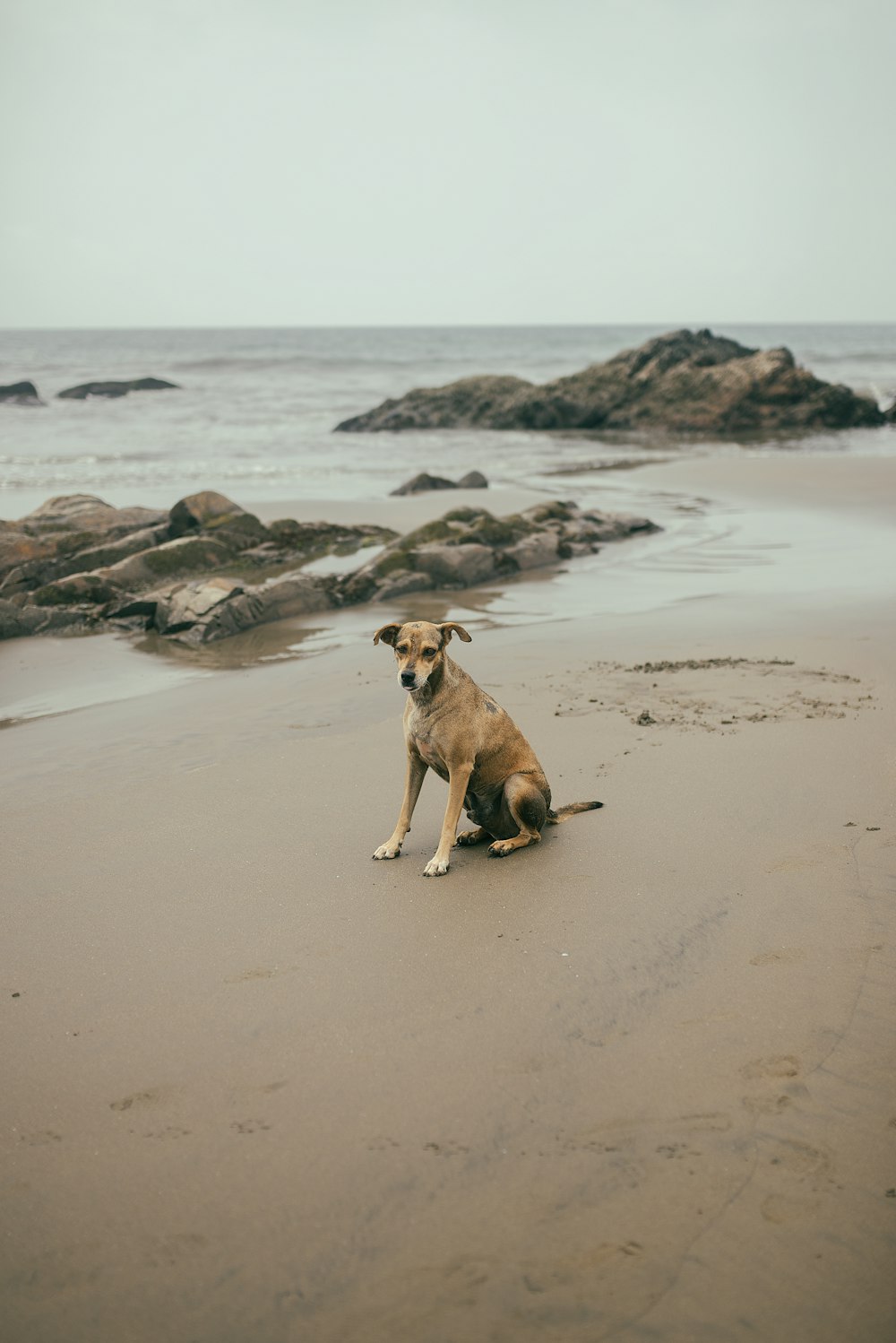 brown short coated dog on brown sand near body of water during daytime