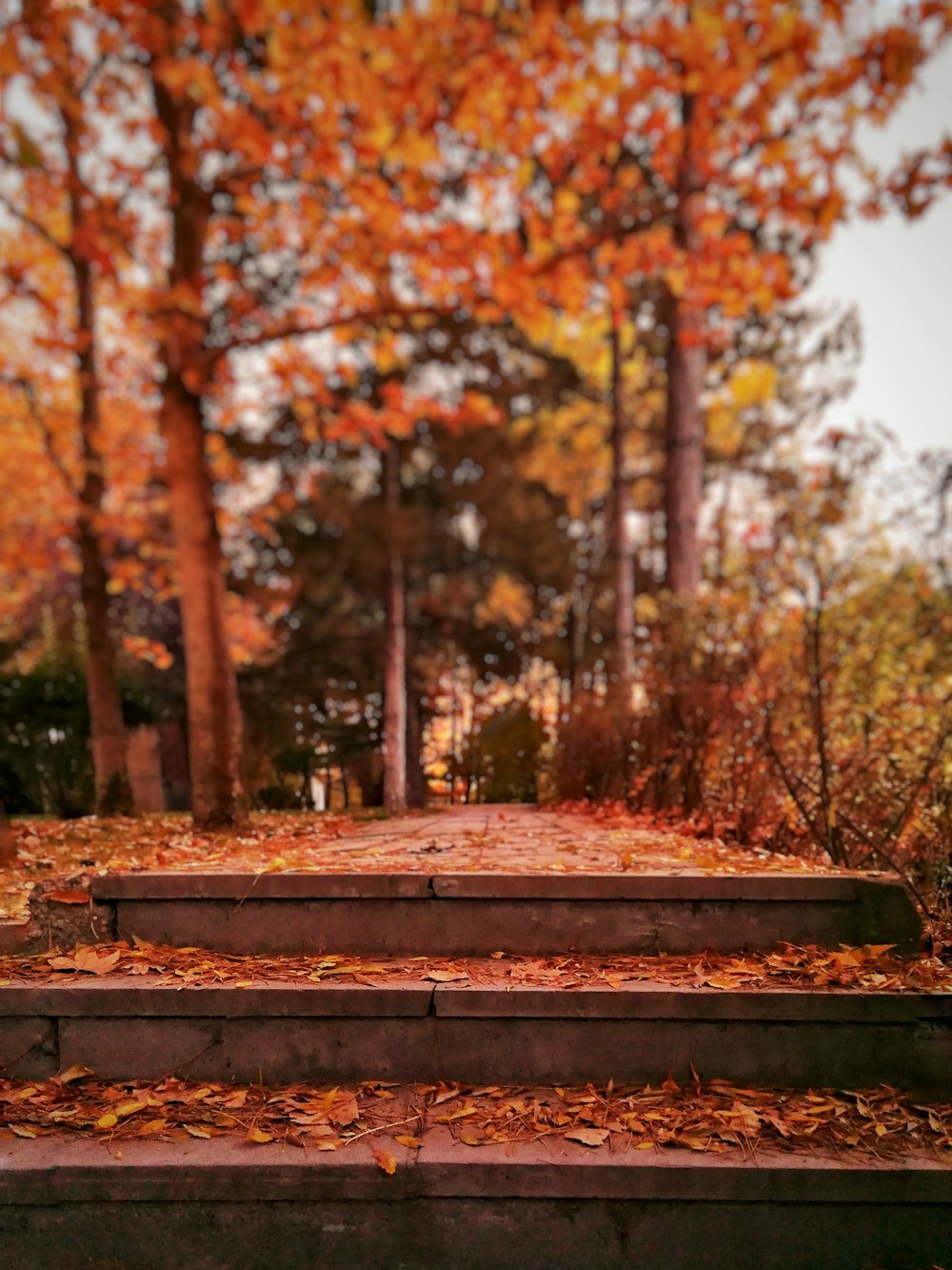 brown wooden bench near trees during daytime