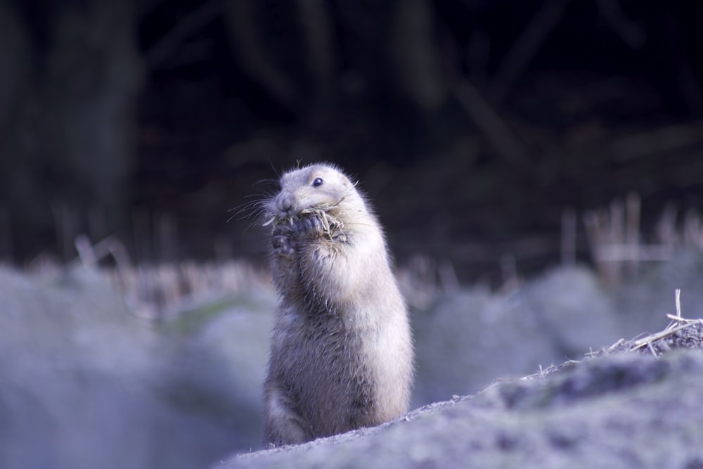 brown rodent on white snow during daytime