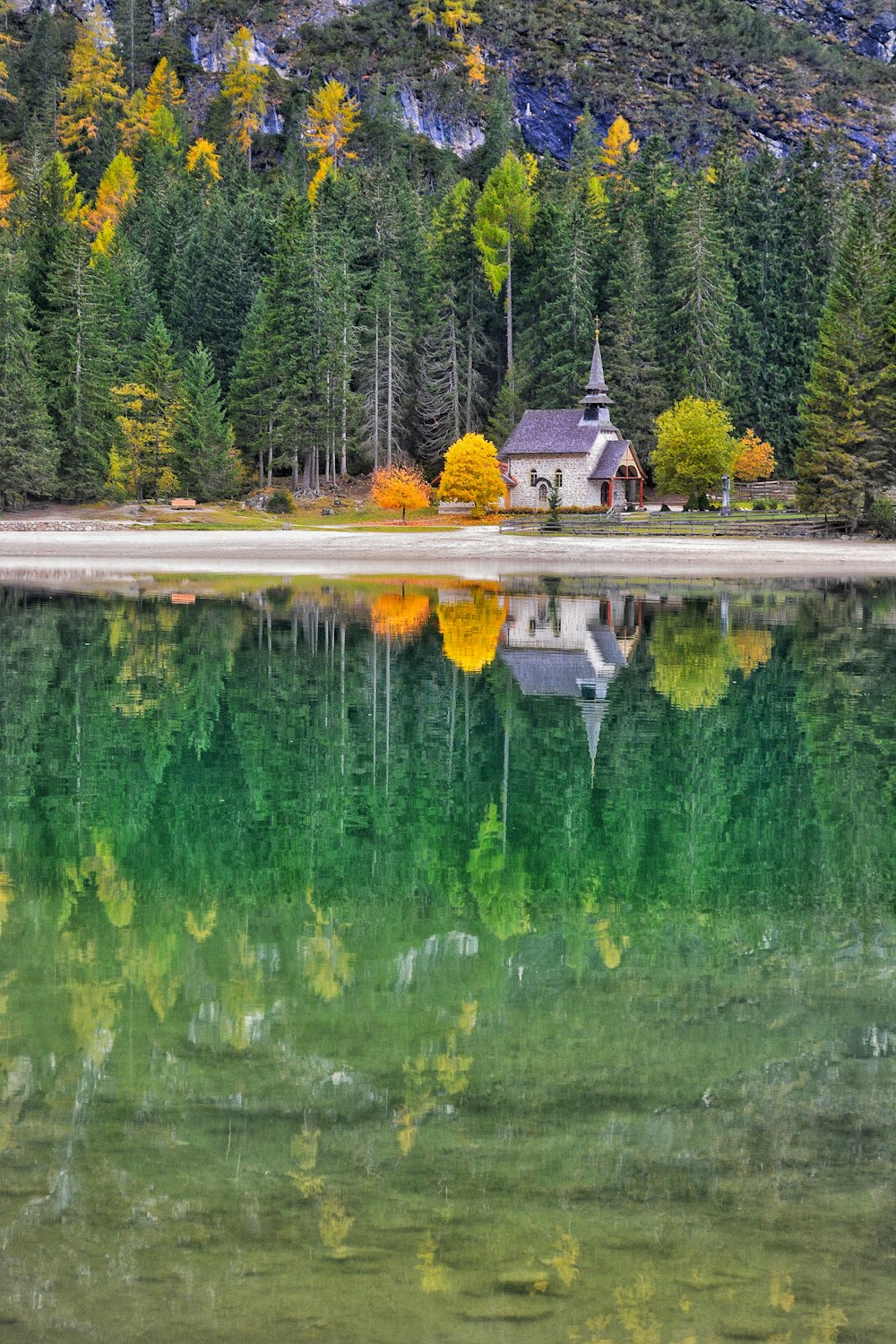 green trees near body of water during daytime