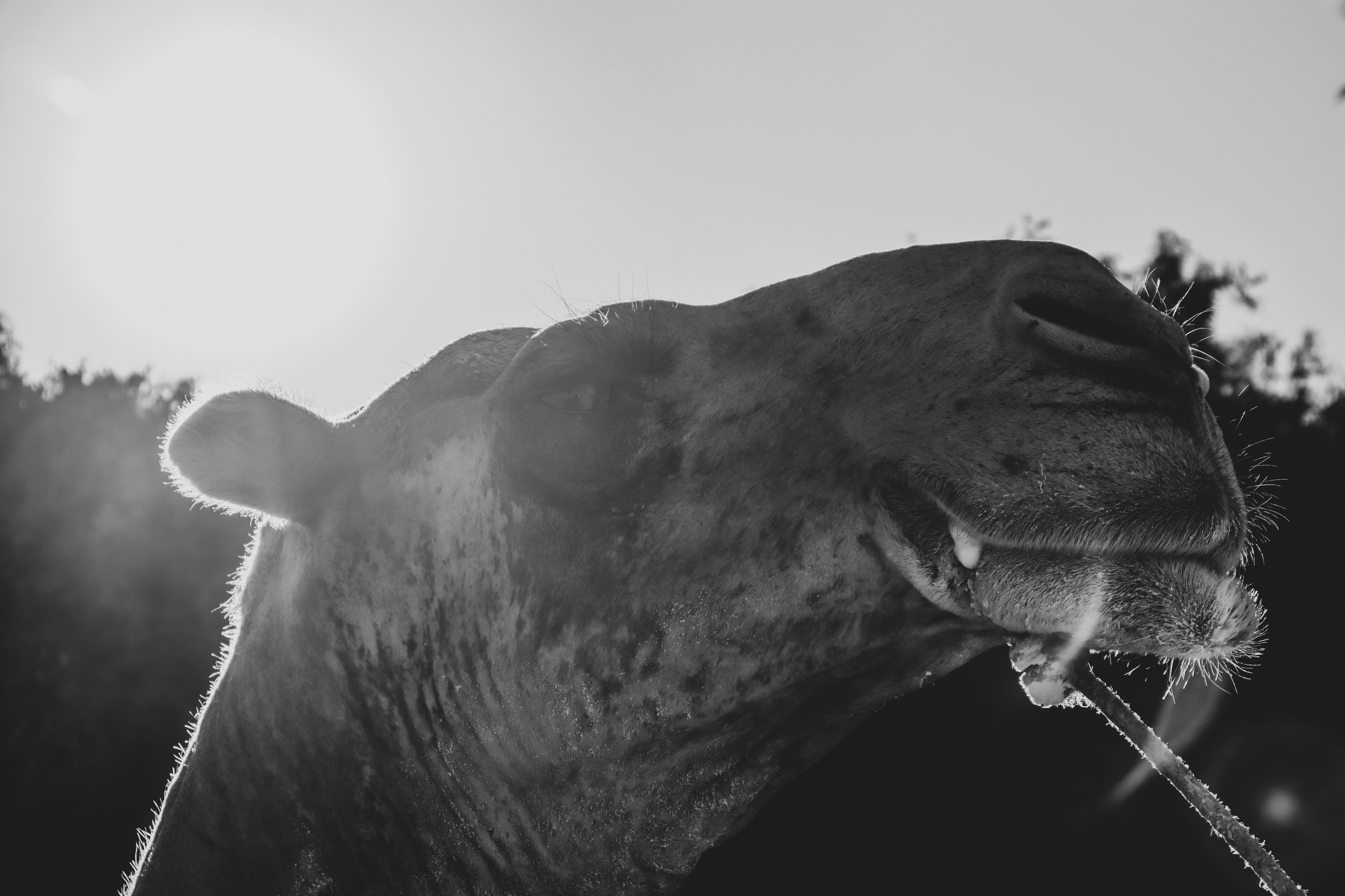 Photo by nizar_albusaidy