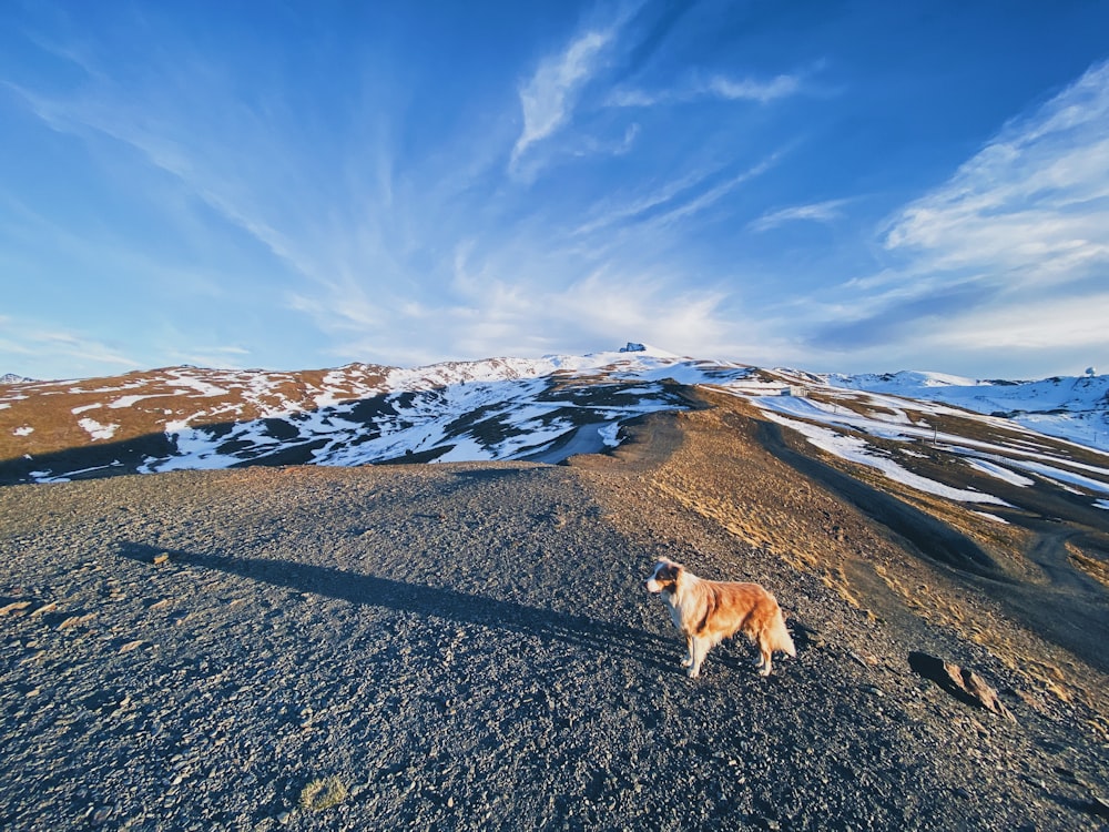 brown dog on black asphalt road during daytime