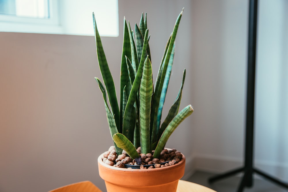 green snake plant in brown clay pot