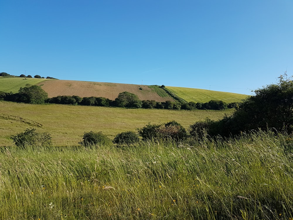 green grass field under blue sky during daytime