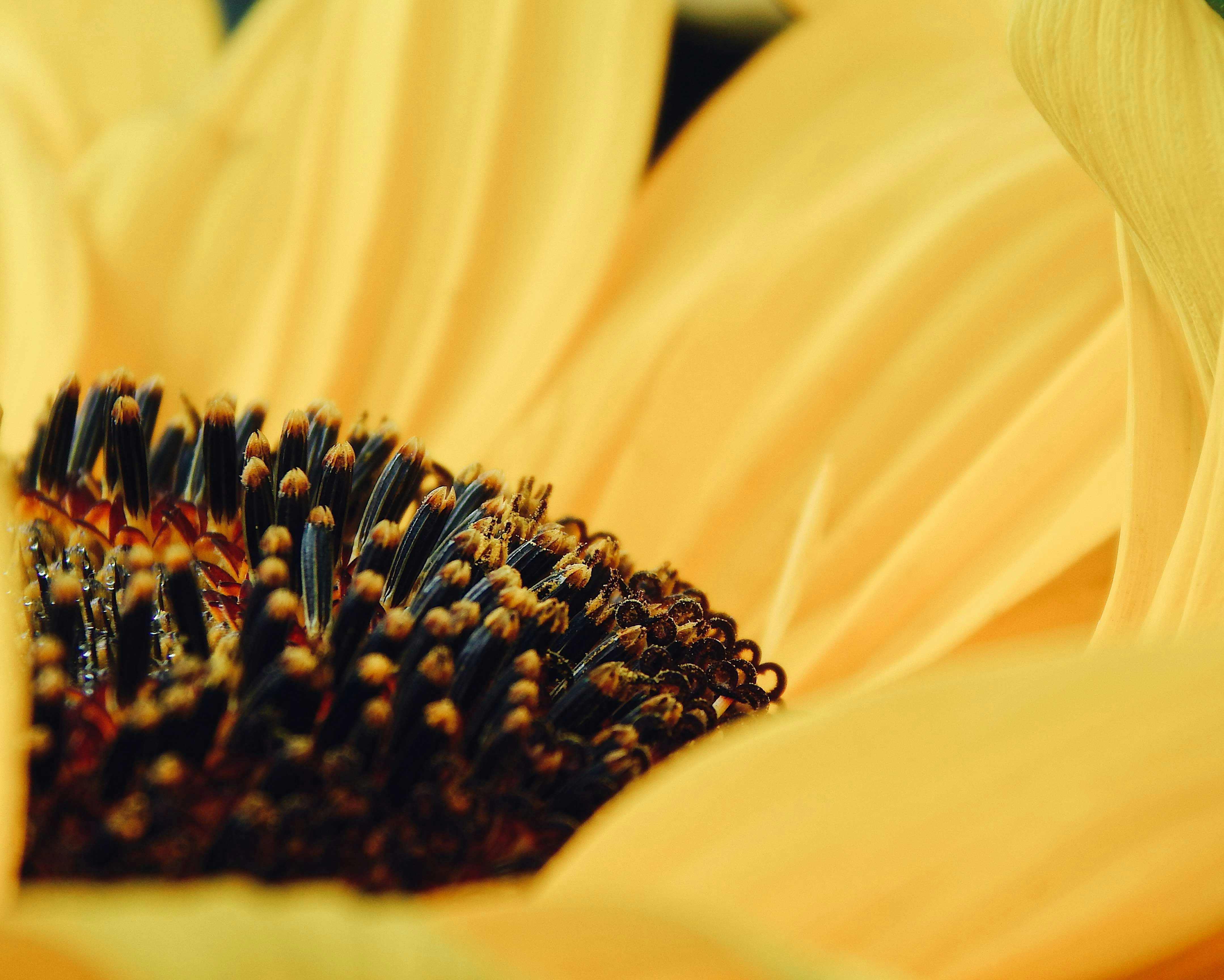 黒と黄色の花粉と黄色の花の写真 Unsplashで見つけるオレンジの無料写真