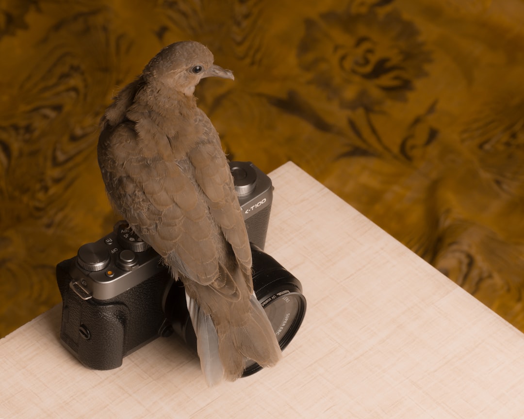 gray and white bird on black speaker