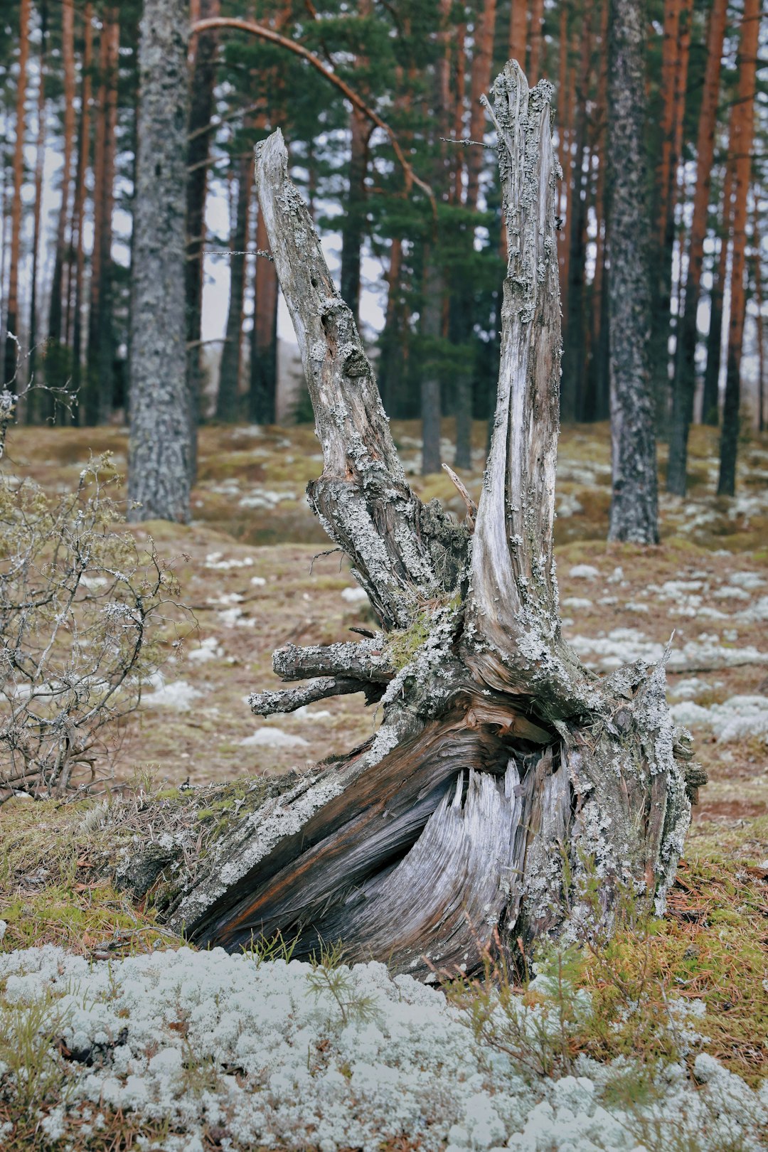 Natural landscape photo spot SÄ“jas novads Teika