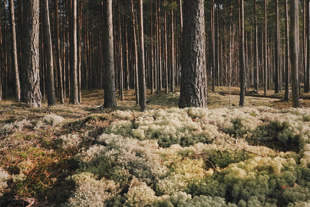 green moss on brown tree trunk