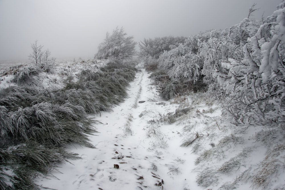 snow covered trees during daytime