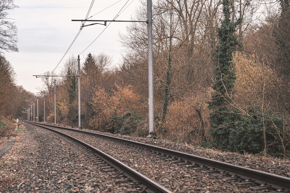 black metal train rail near brown trees during daytime