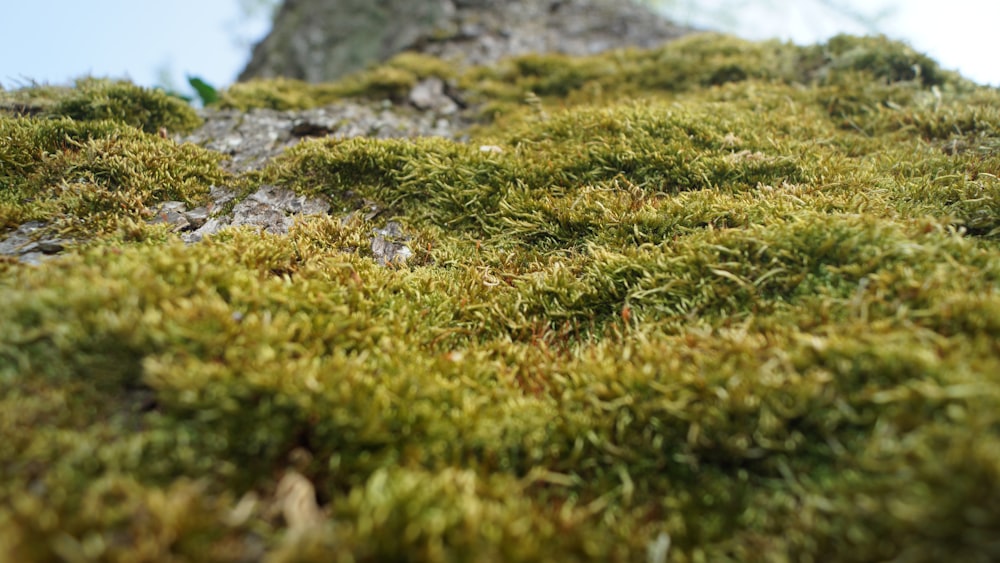 green grass on gray rock