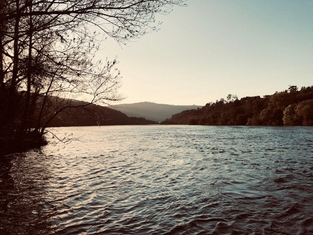 body of water near trees during daytime