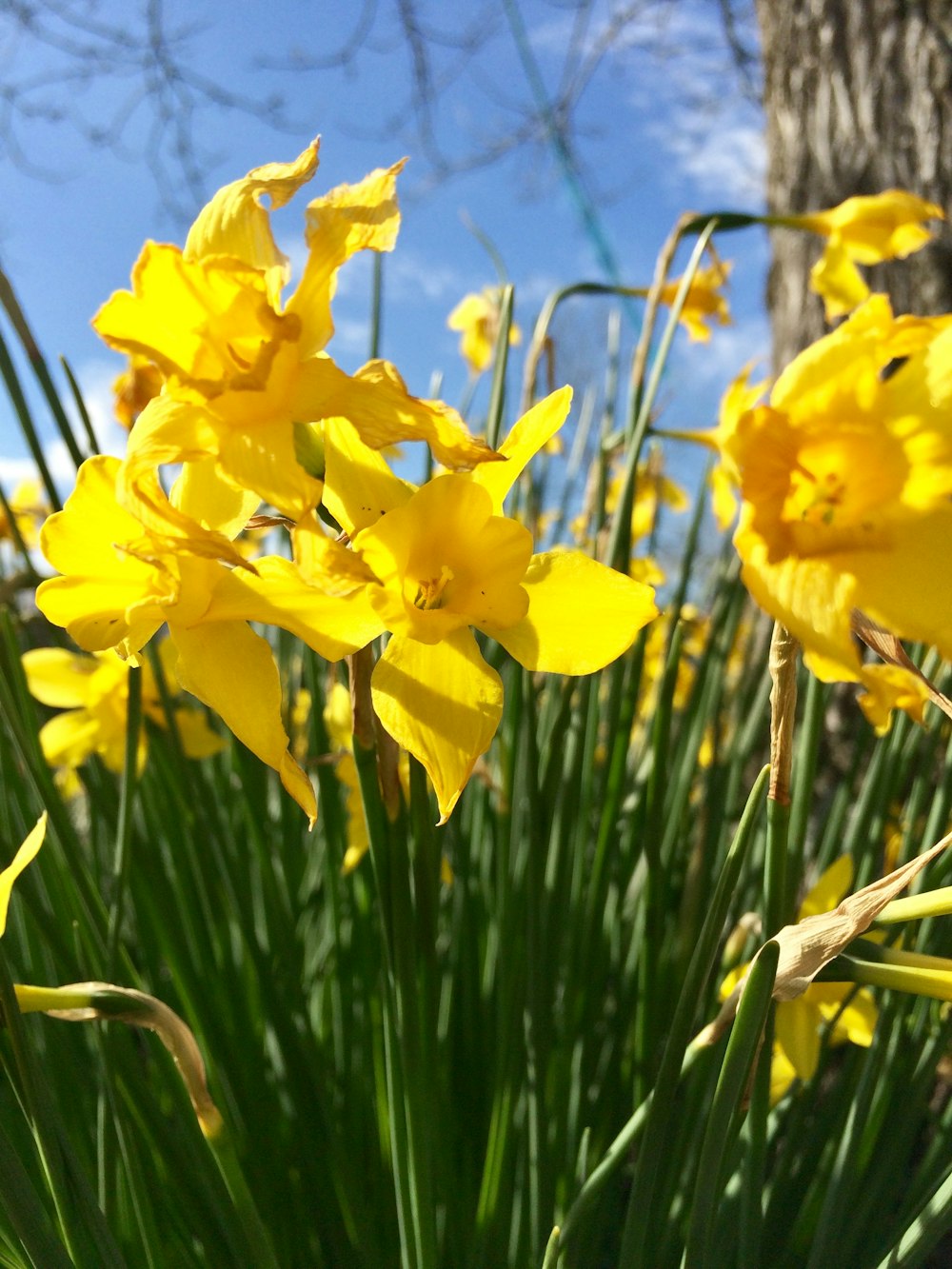 yellow daffodils in bloom during daytime