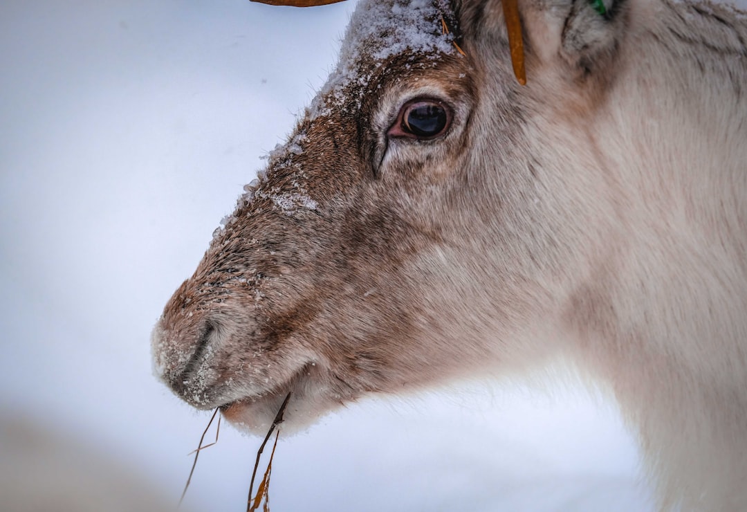 white and brown animal in close up photography
