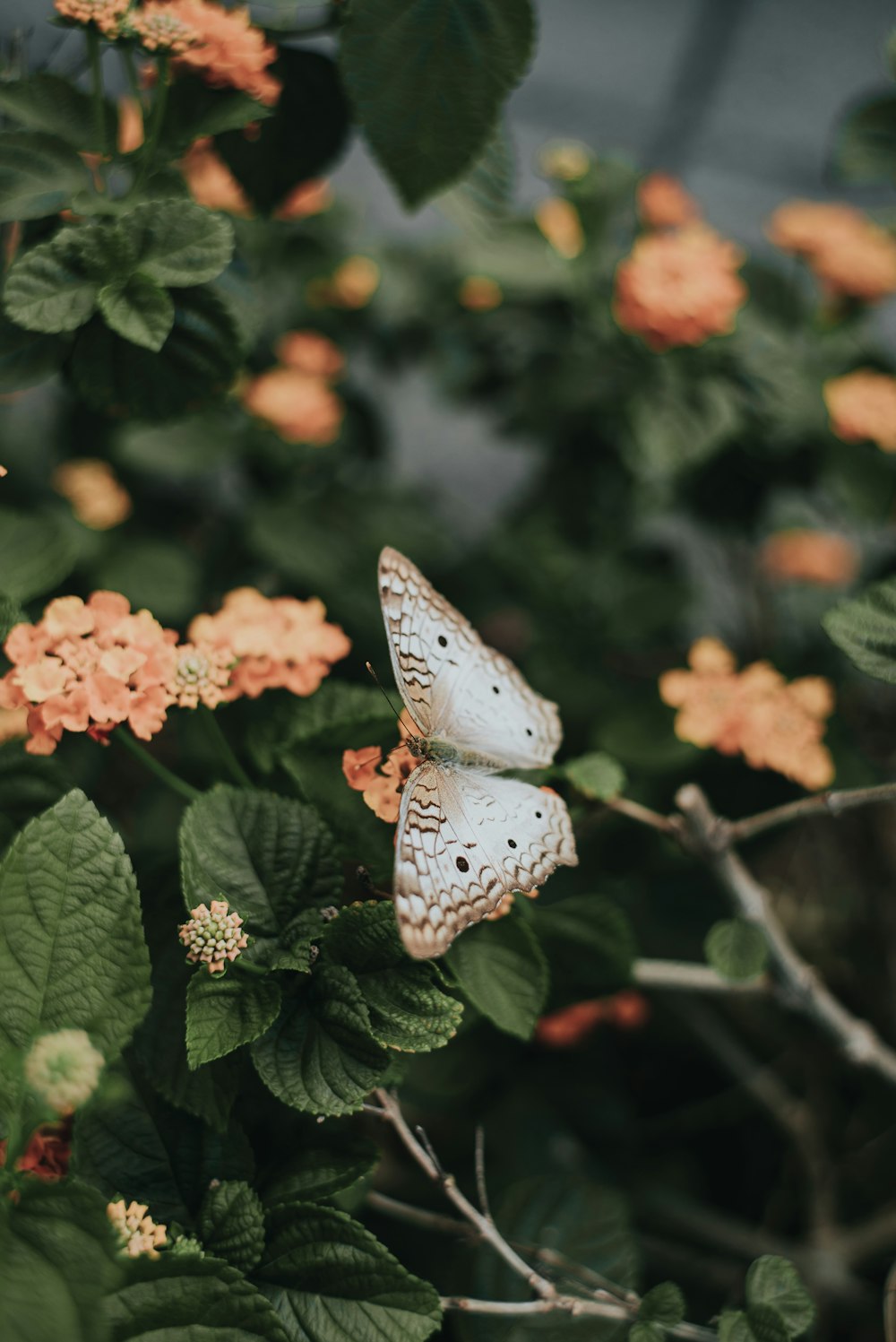 brown and white butterfly on orange flower