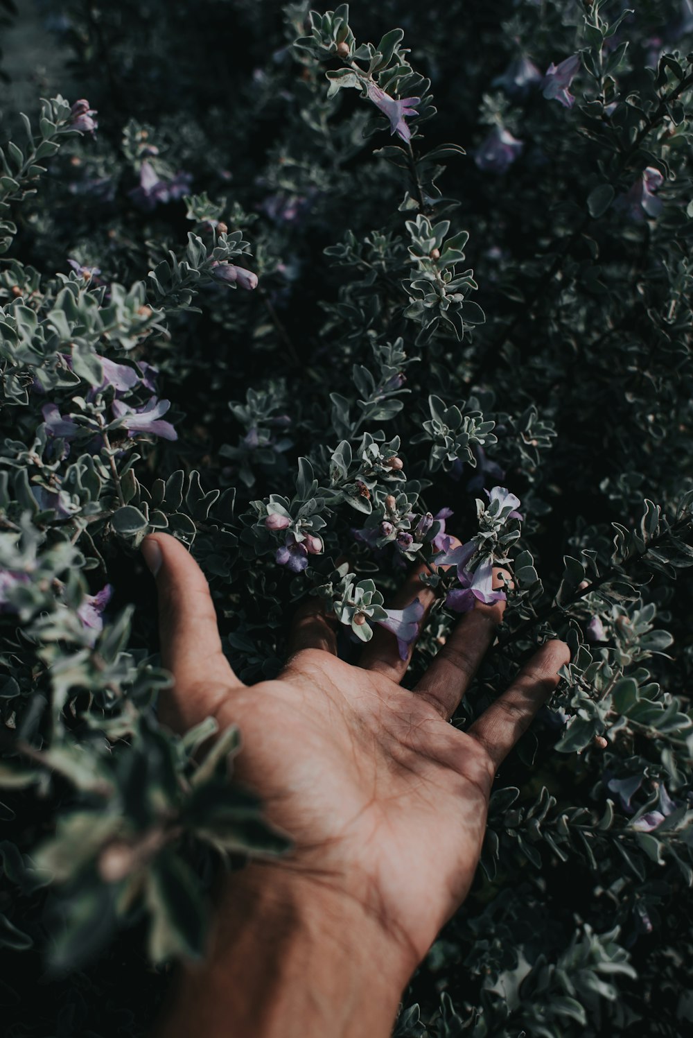 purple flowers with green leaves