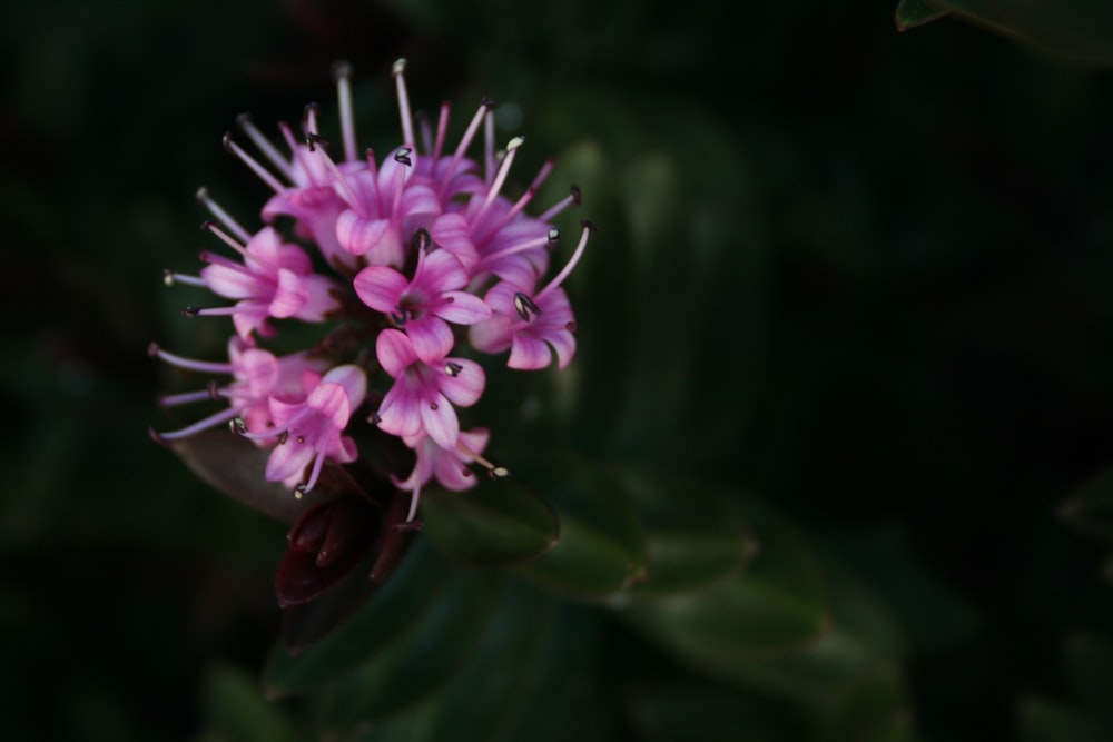 purple flower in macro lens