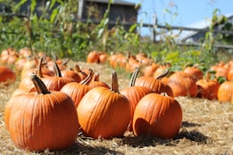 orange pumpkins on brown grass field during daytime