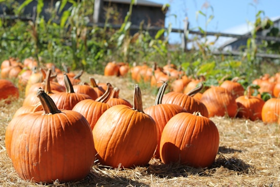 orange pumpkins on brown grass field during daytime
