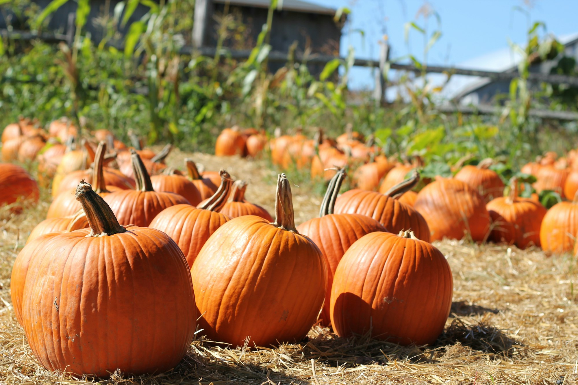 Field of pumpkins