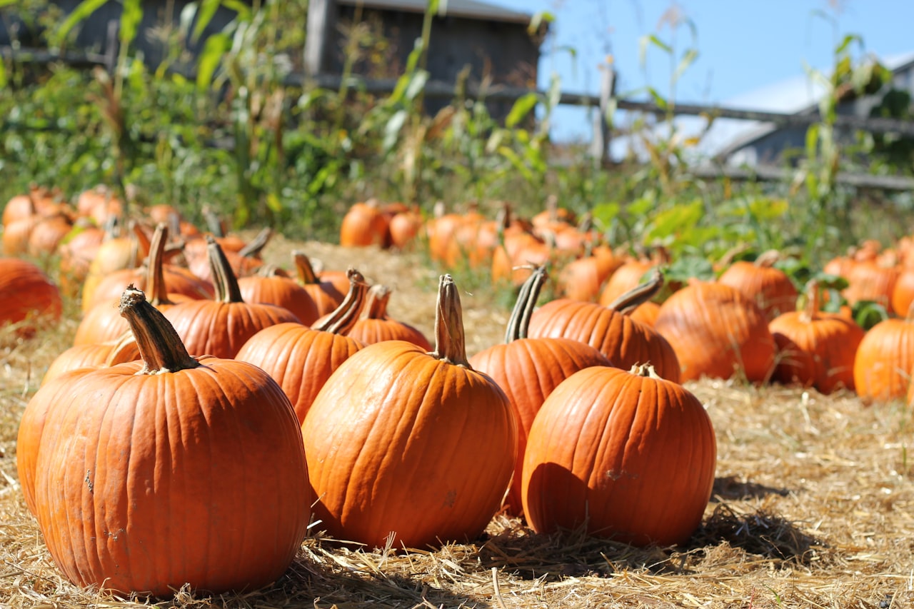 Pumpkin Patches in the Greater Knoxville Area