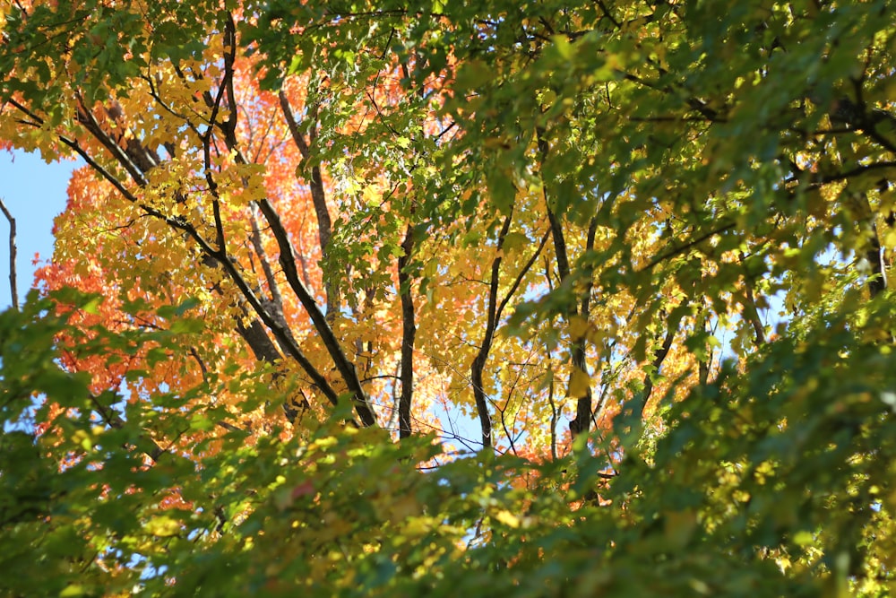 green and brown tree during daytime