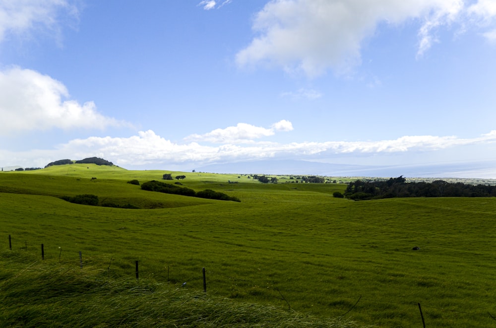 Grünes Grasfeld unter blauem Himmel tagsüber