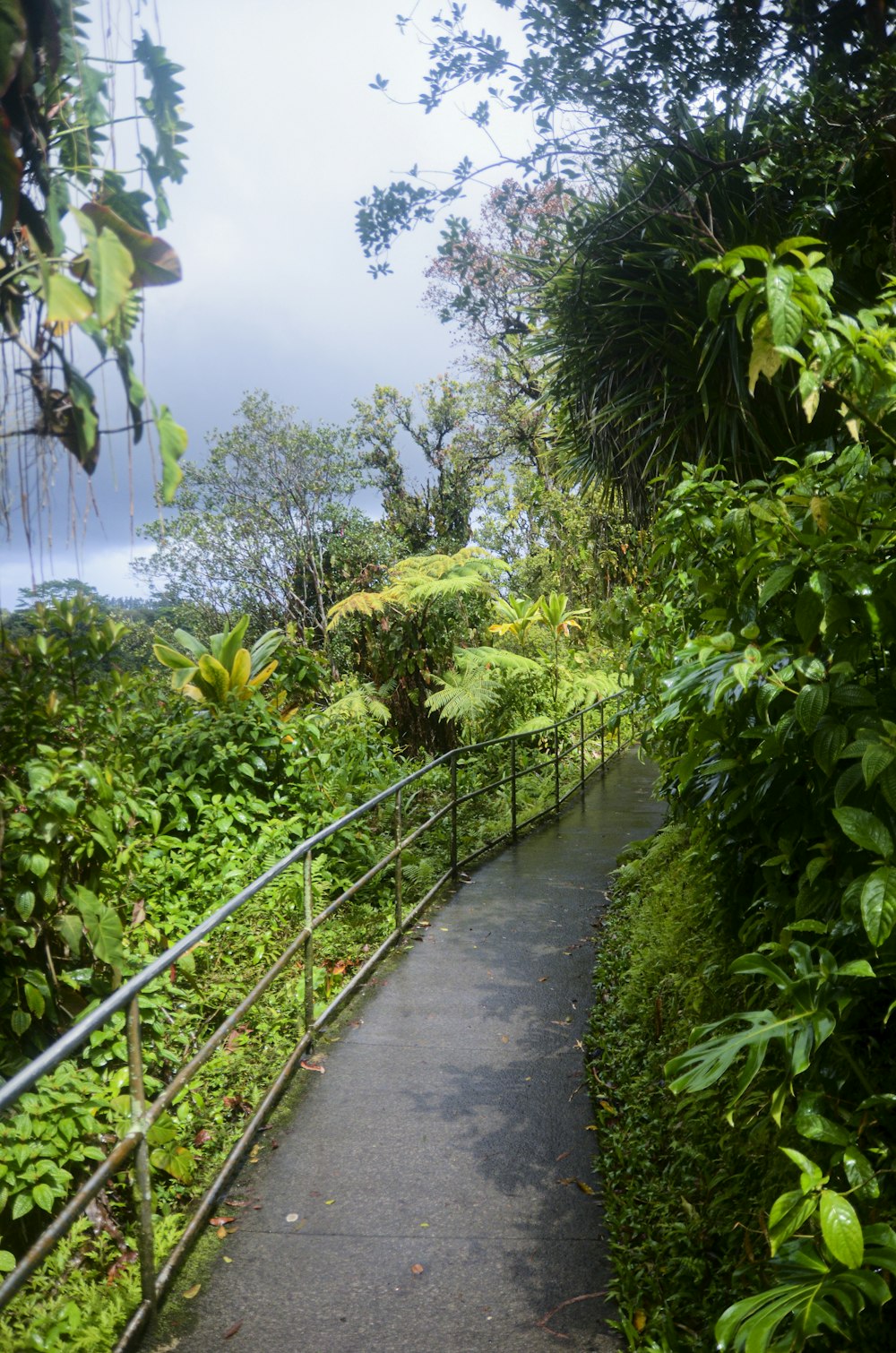 green plants on gray concrete bridge