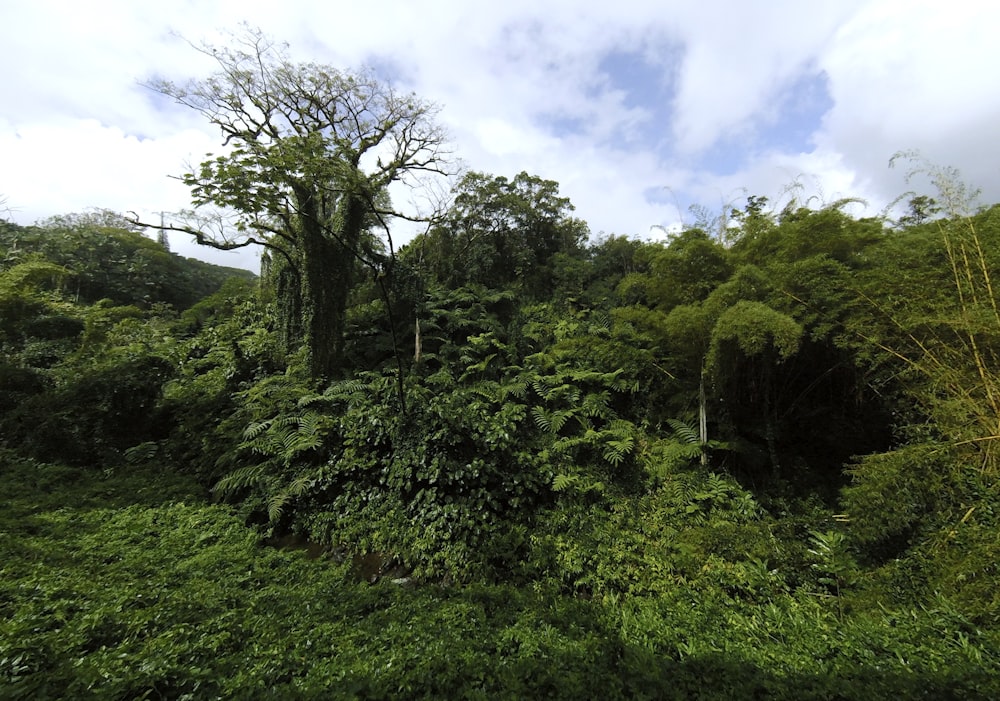 green trees under blue sky during daytime