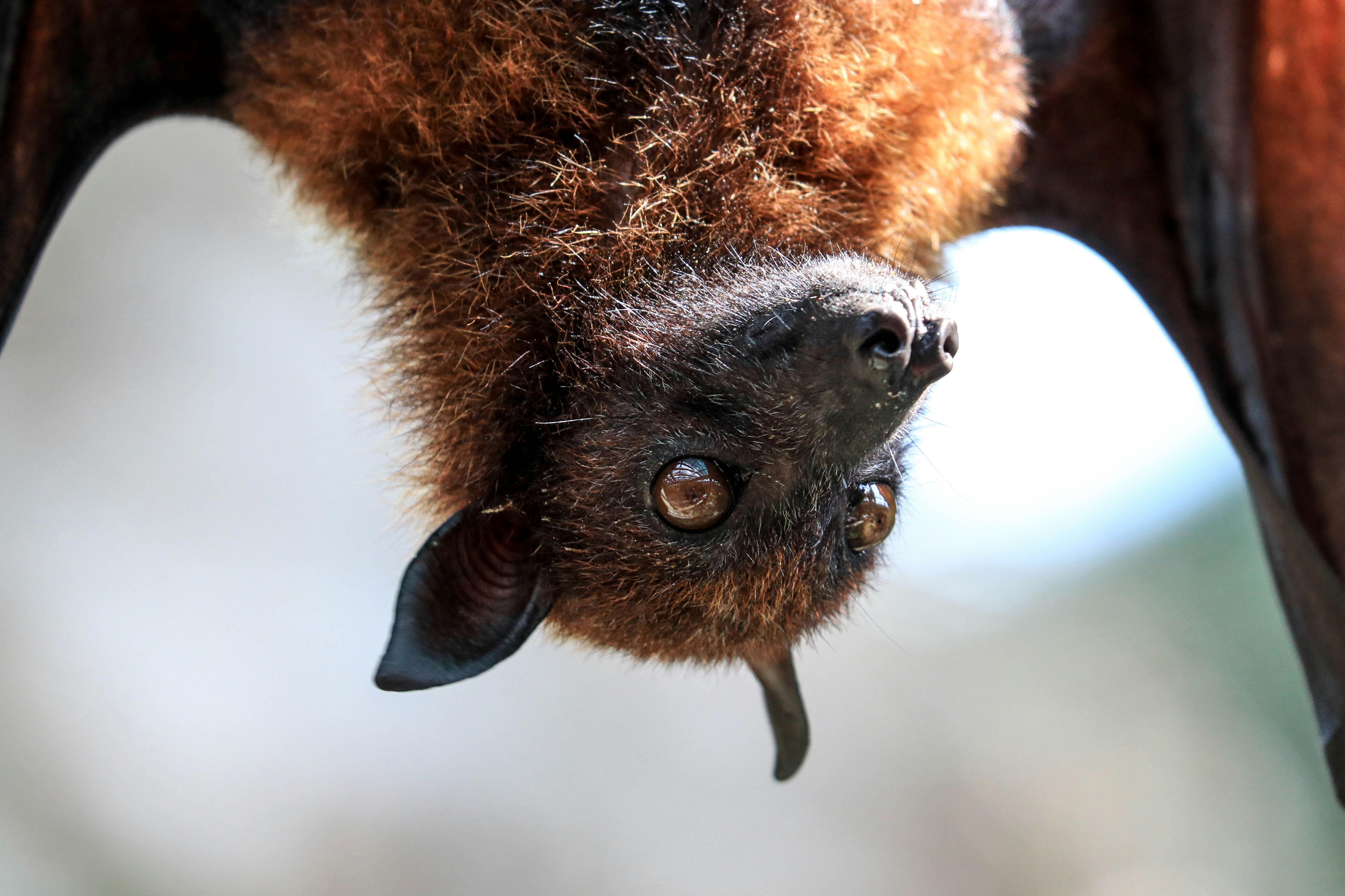 A statement of the obvious