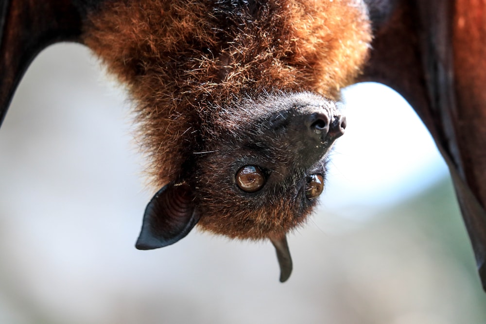 brown and black animal head