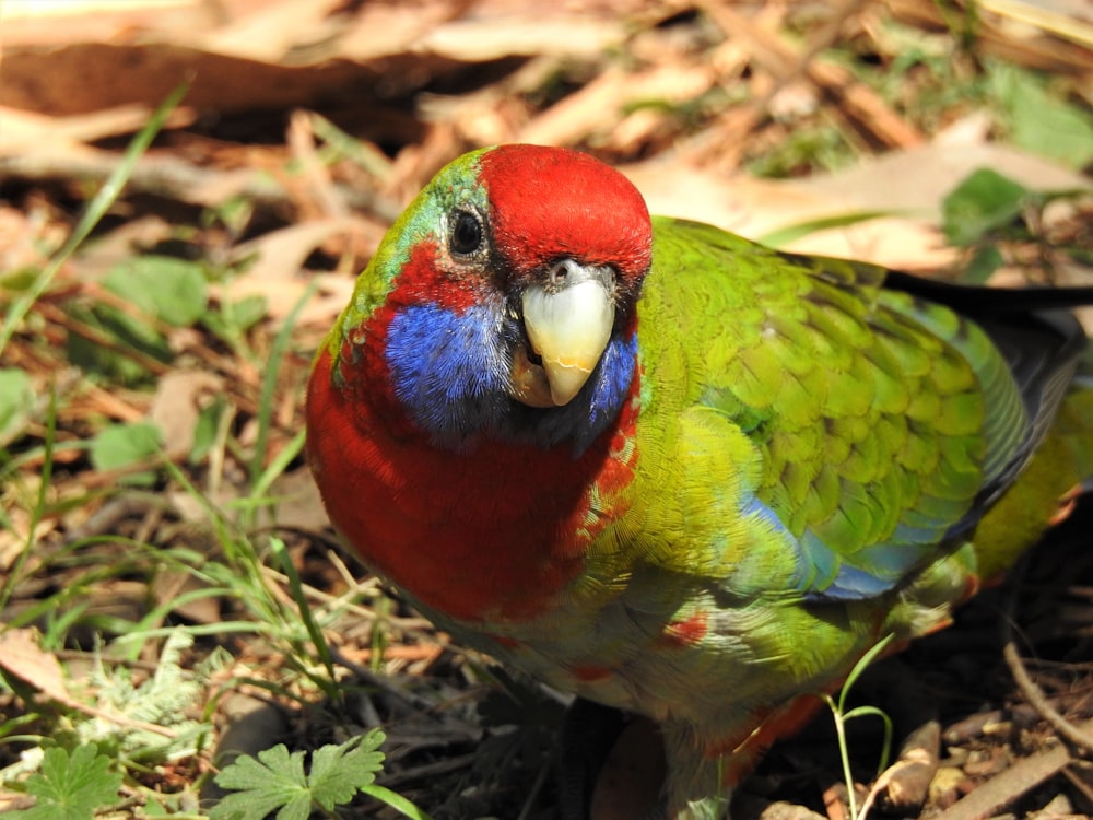 red green and blue bird on brown grass