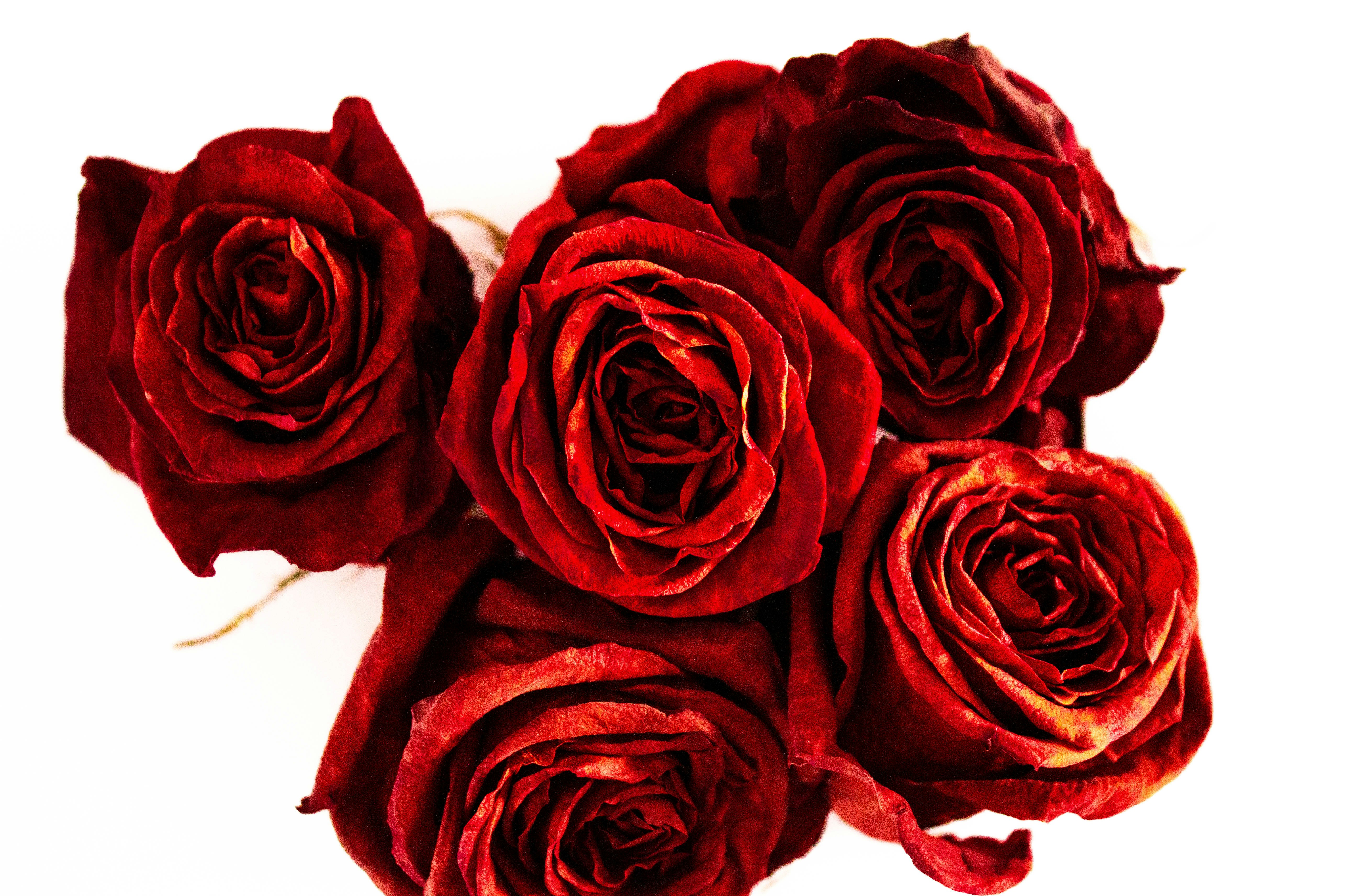 Photo by honeyyanibel