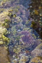 Underwater view of a tide pool showcasing a diverse array of marine life, including seaweed, various types of coral, and algae. The scene is abundant with different textures and soft colors.