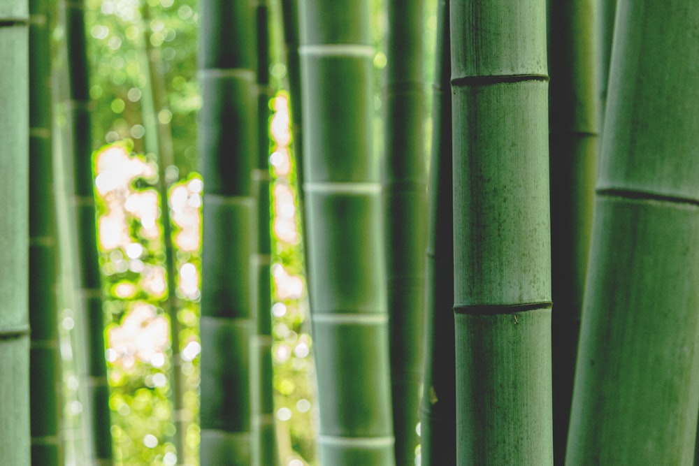 árvore de bambu verde durante o dia