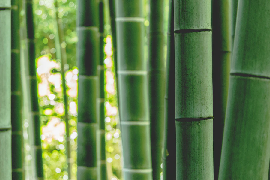 Bamboo stems close-up