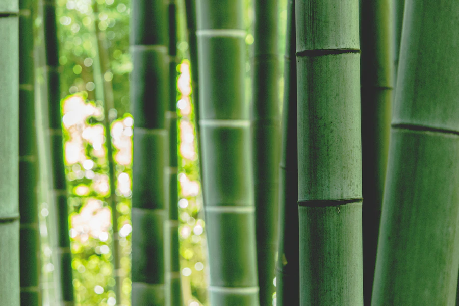 Green bamboo culms photographed close, showing the segmented stalks